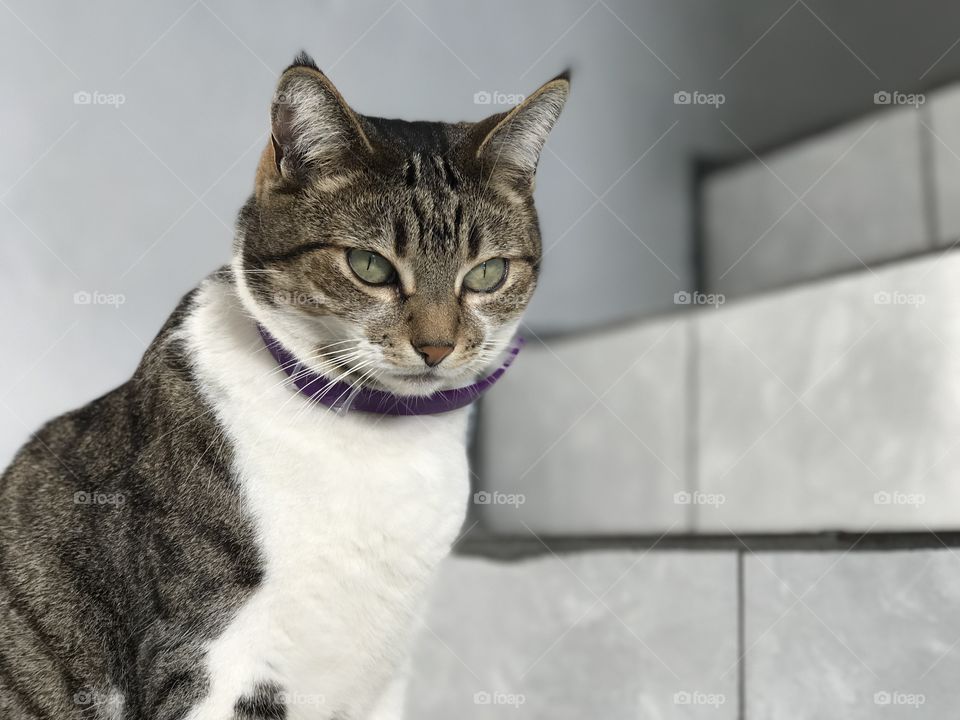 Cat on the stairs 