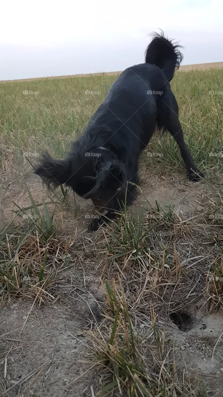 dog vs mouse