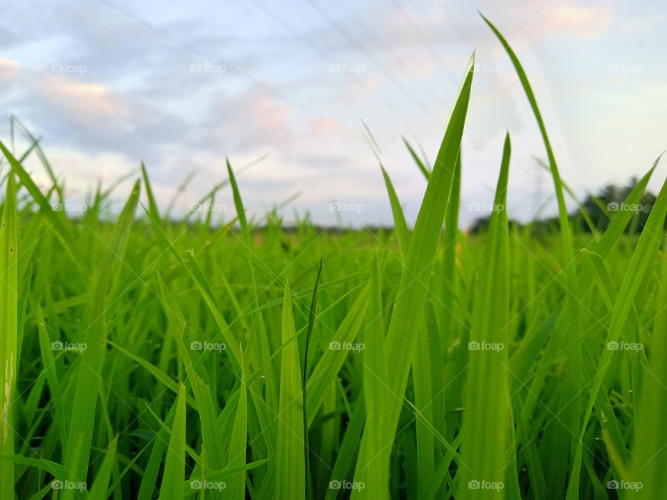 Rice farm in summer day