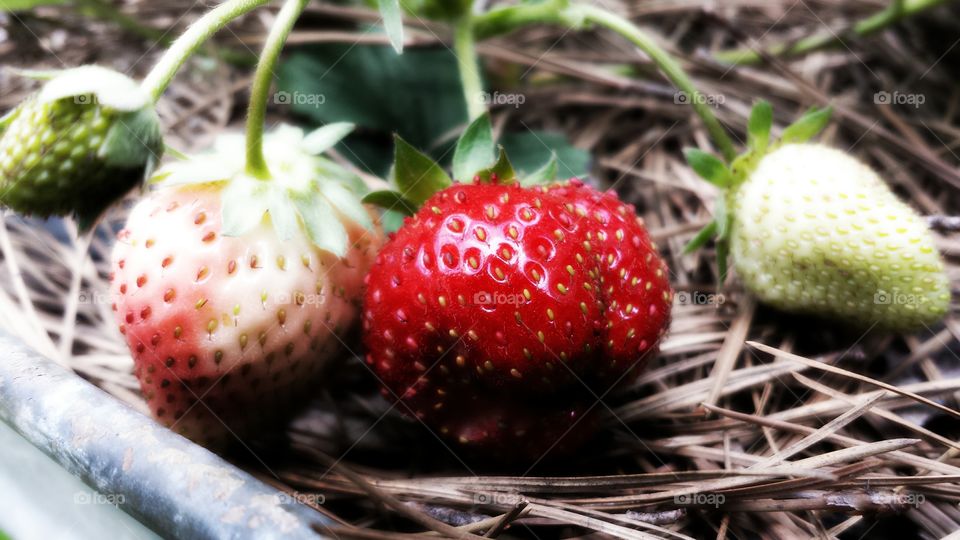 Strawberries. Fruit