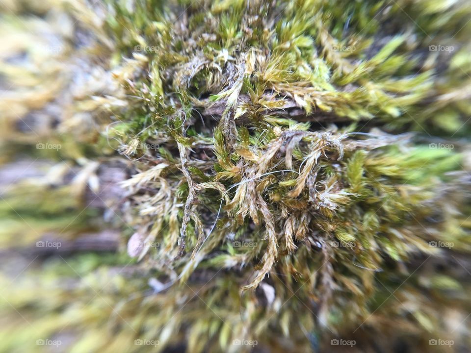 Macro moss