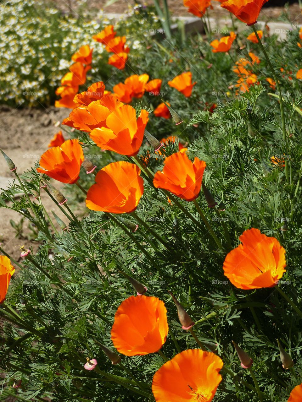 California poppies