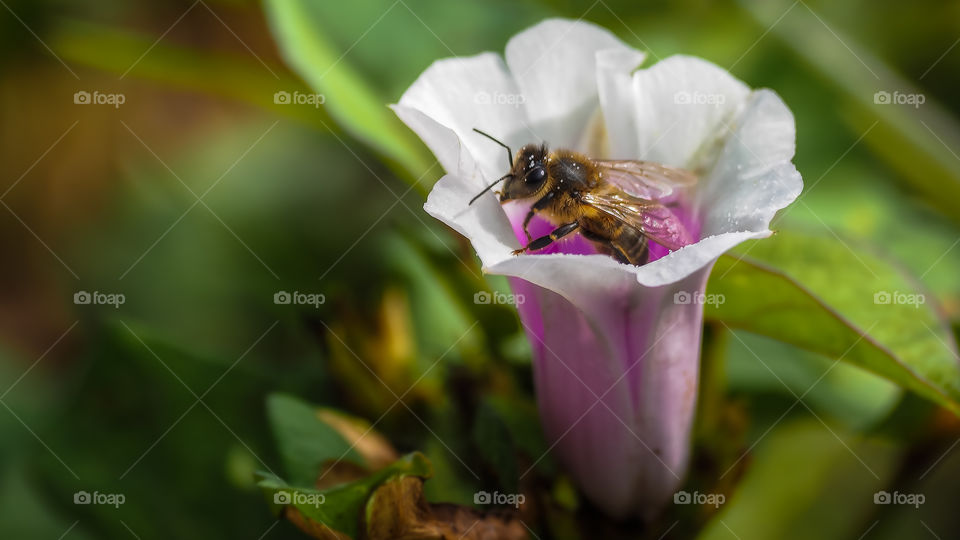 Bee Leaving flower