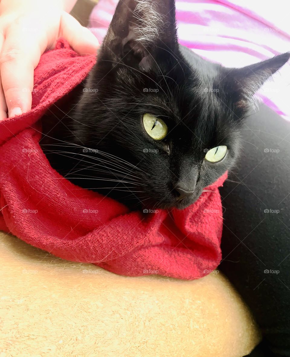 Darling black cat enjoying exploring all around outside on beautiful day! 