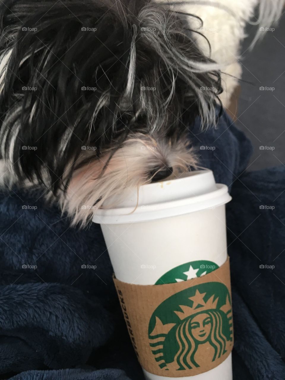 An adorable, shaggy dog trying to drink out of a Starbucks cup 