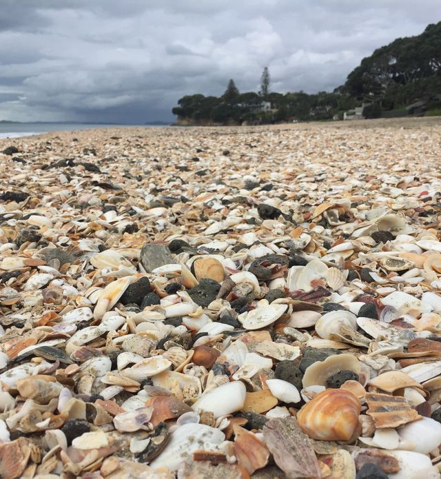 shell