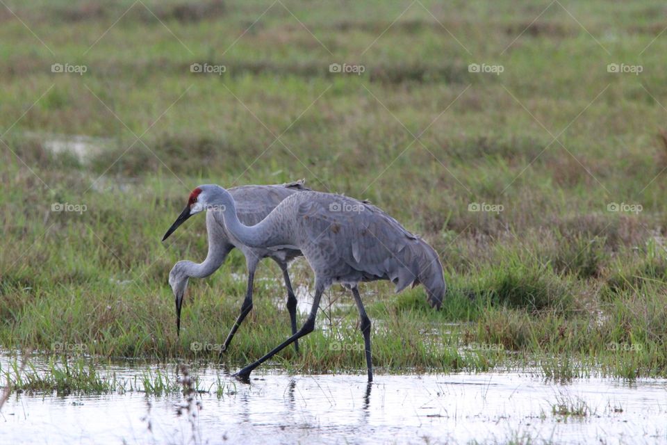 Sandhill cranes eating in a field 