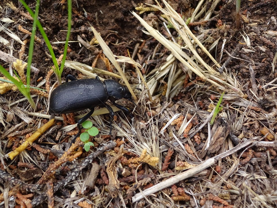 insects in the park