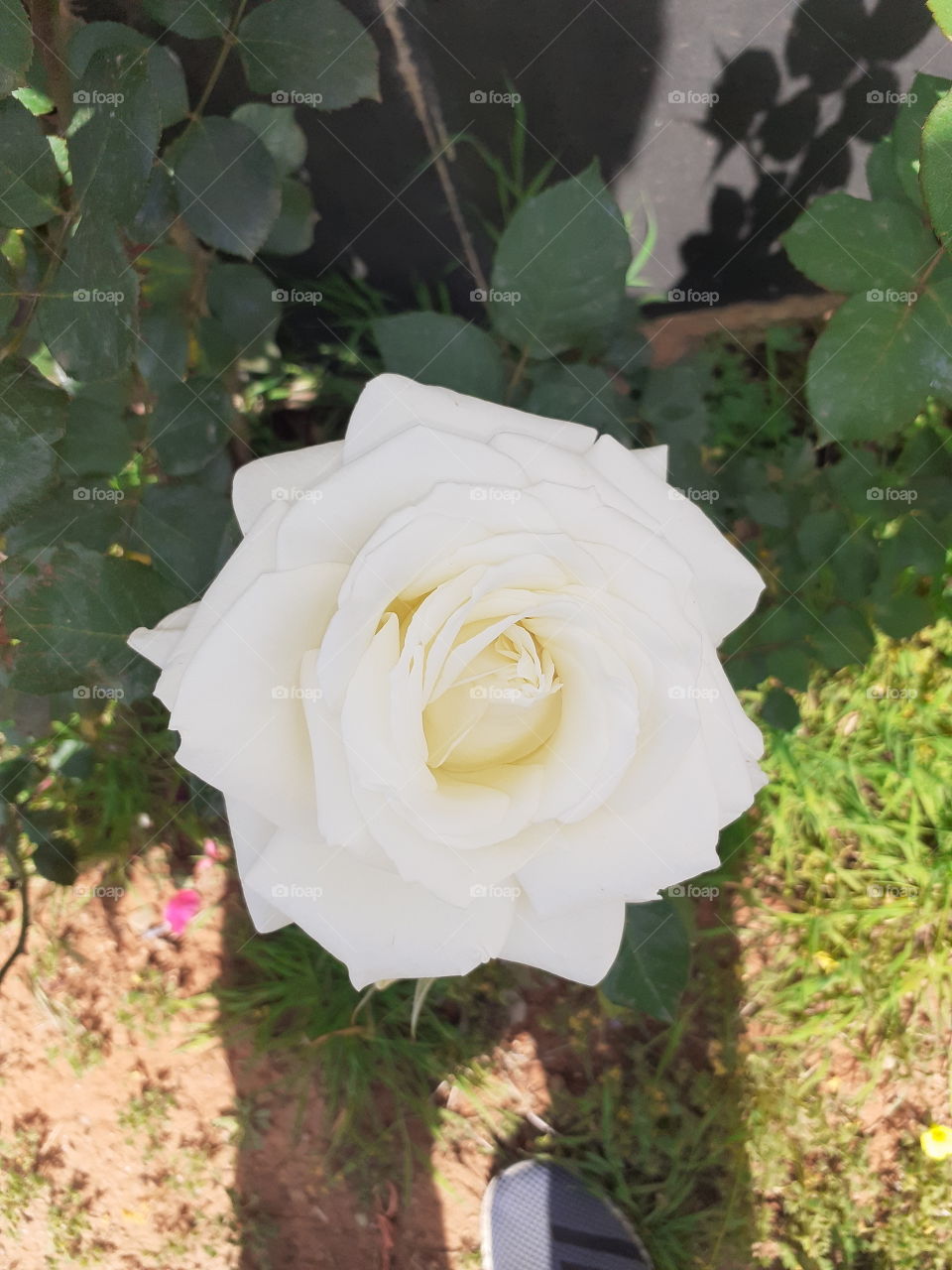 white Roses in a garden