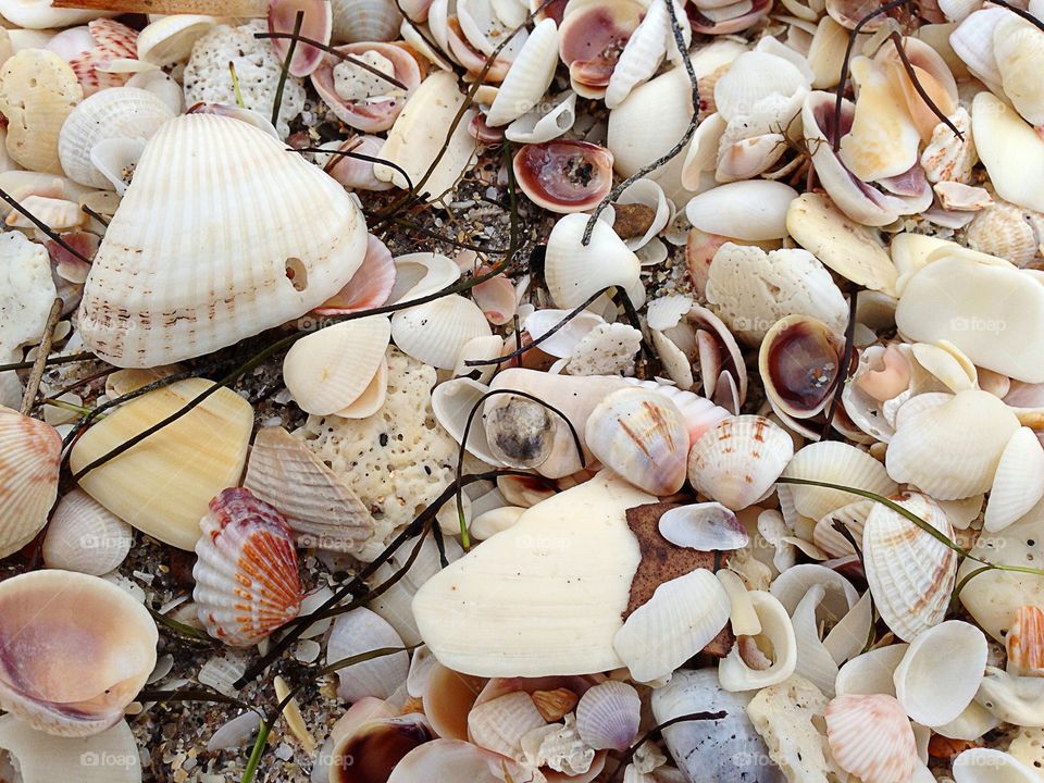 Full frame of seashells