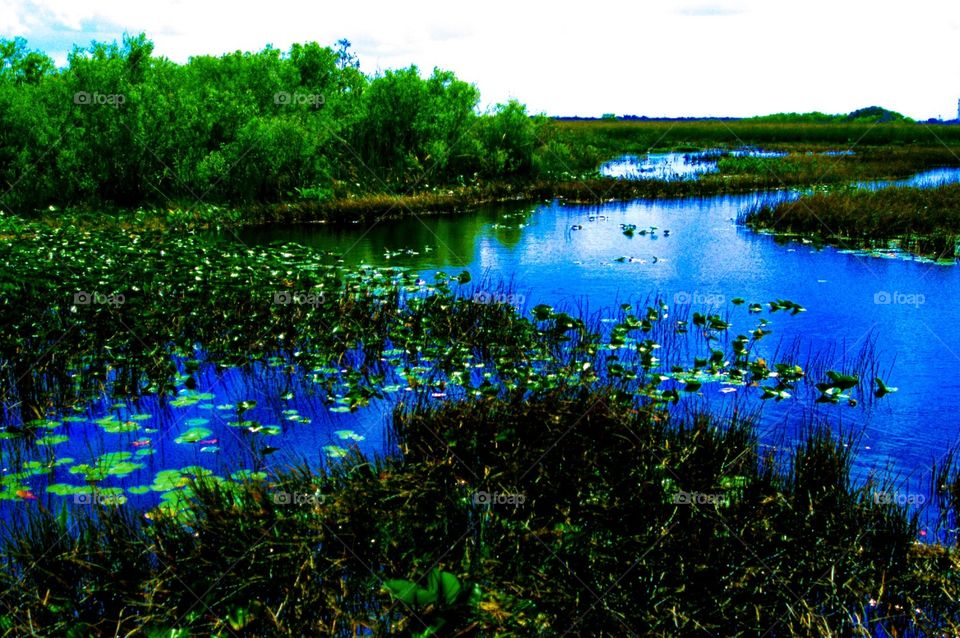 River of Grass Florida Everglades. River of Grass Florida Everglades