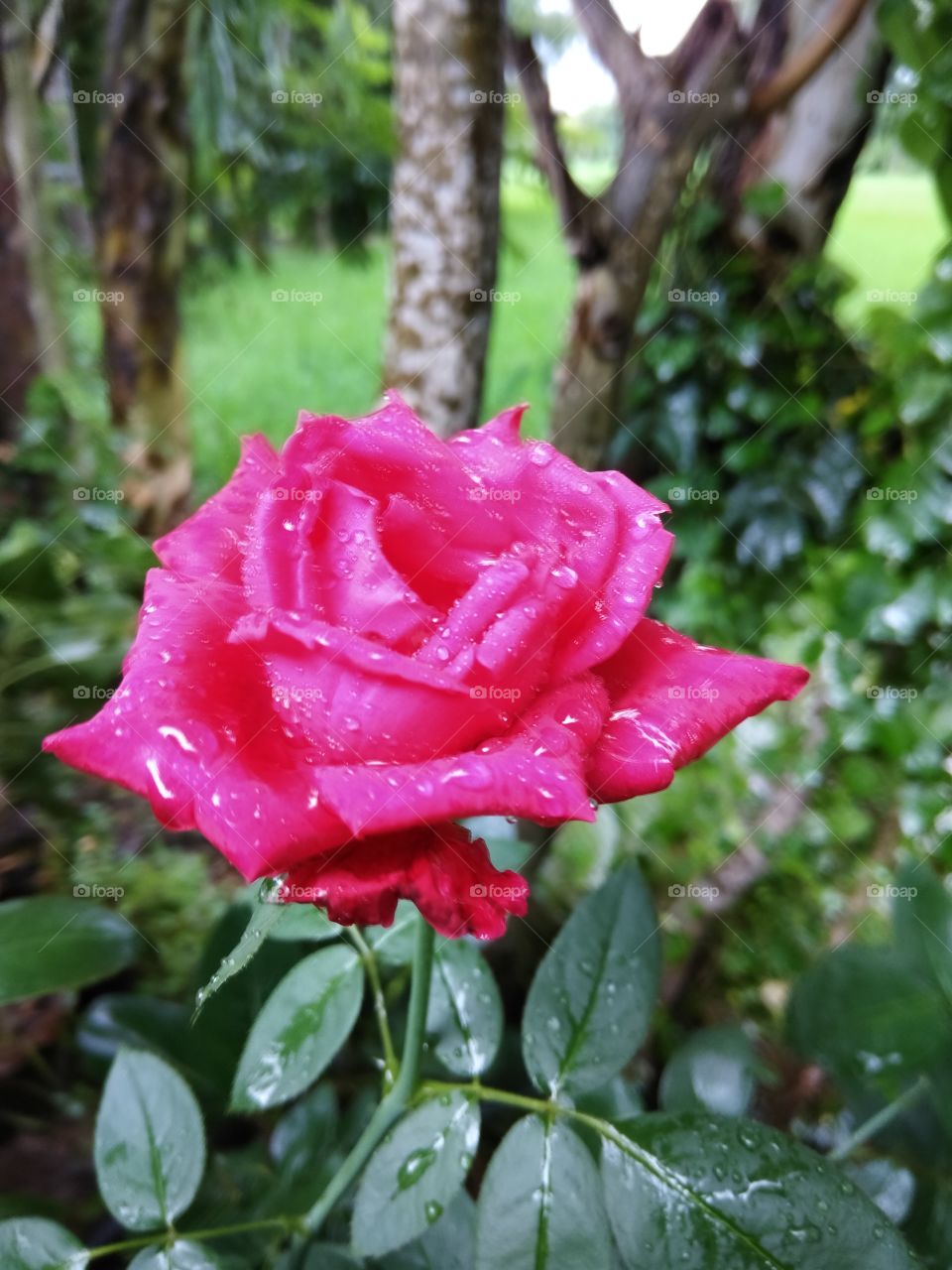 rose after rain