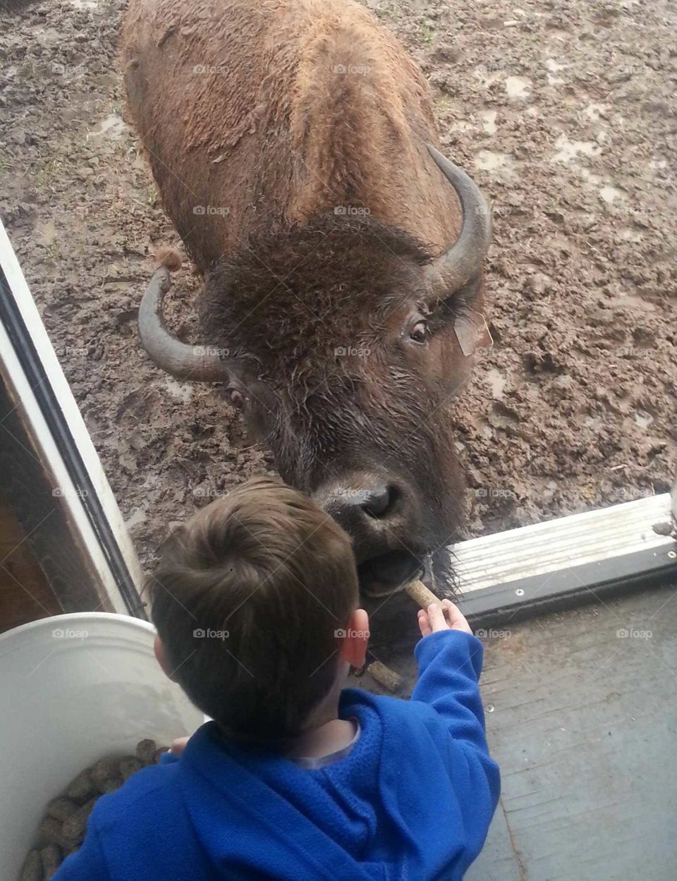 Boyce feeds Buffalo