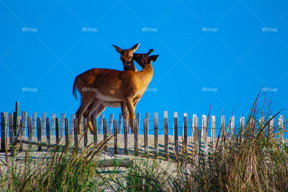 Deer couple in the wild