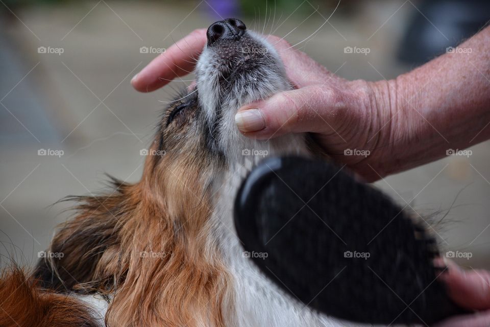 Older woman brushing her dog's coat