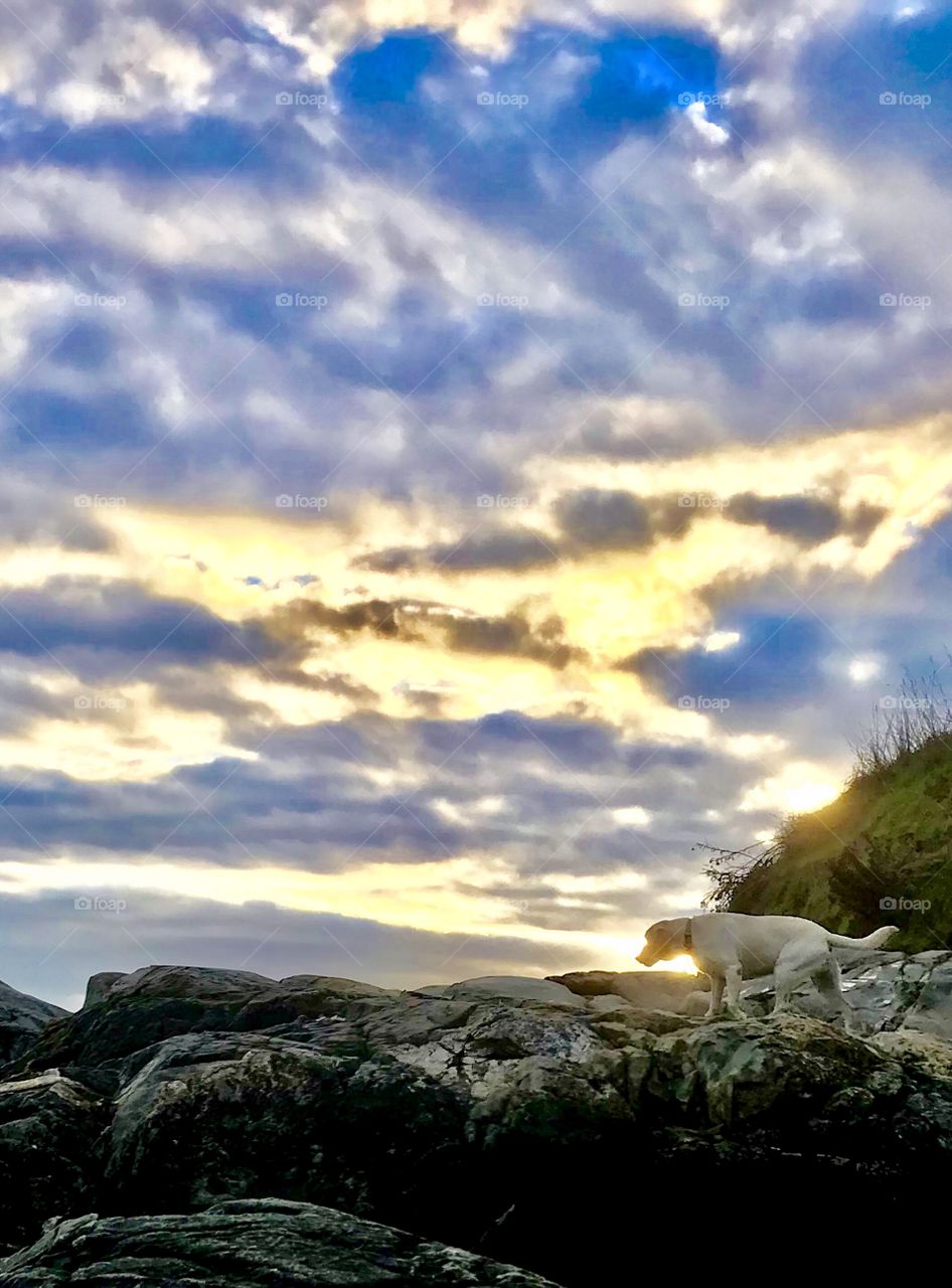 Labrador retriever under luminous clouds 