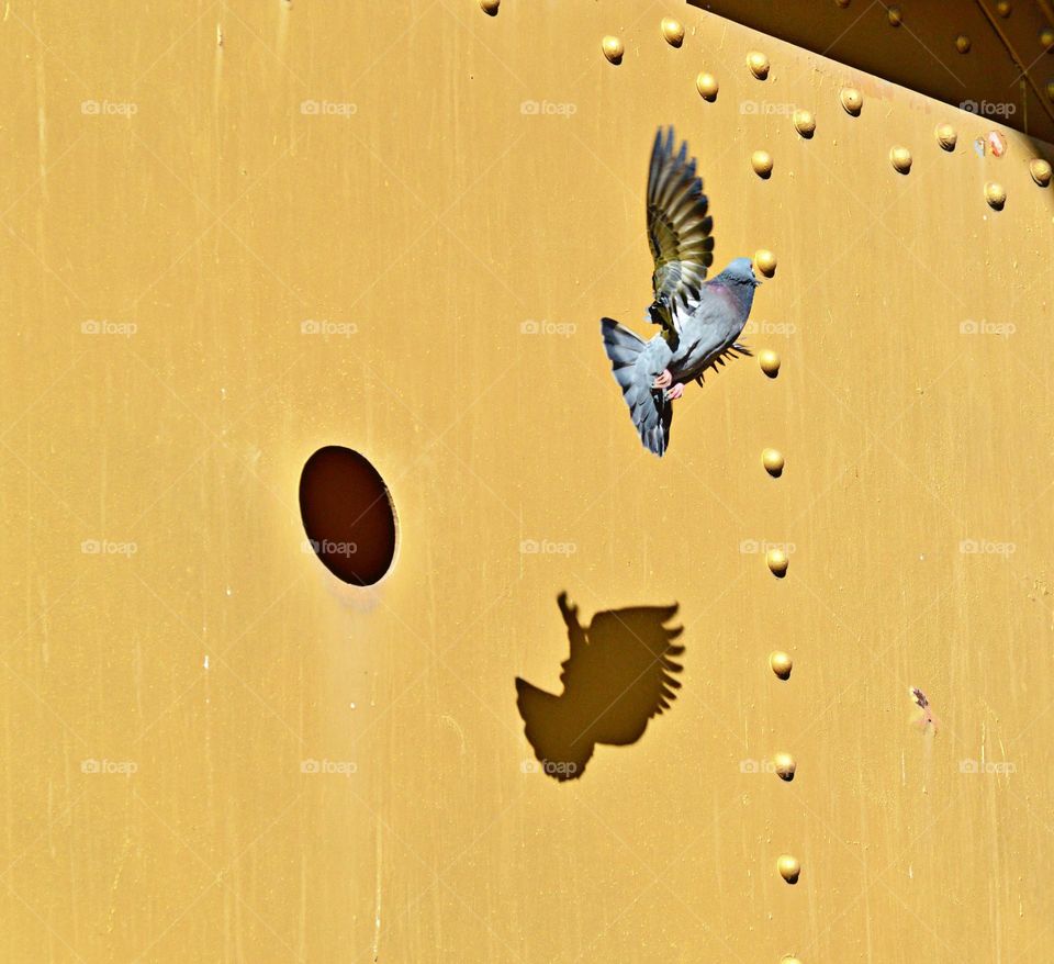Urban nature a bird made a home in hole 🕳 of a bridge