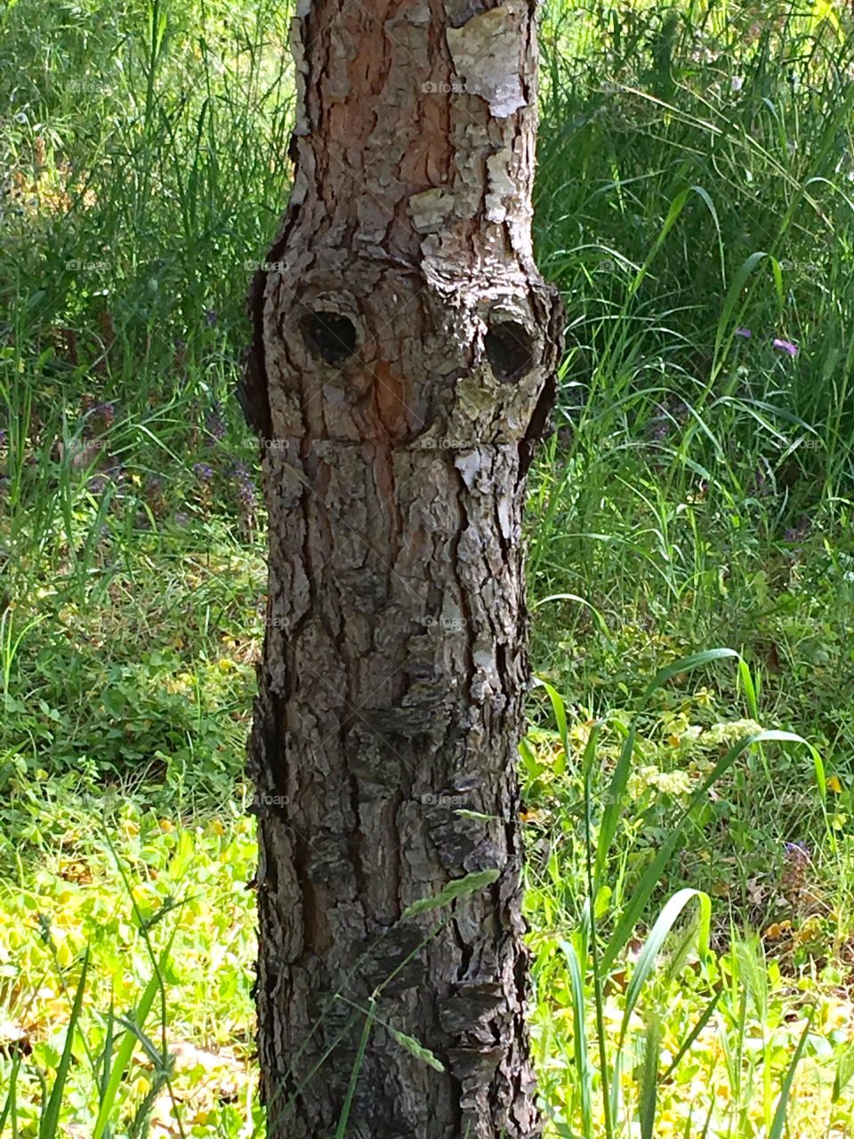 Owl in the tree 