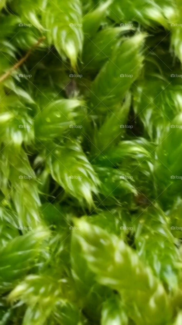 moss growing