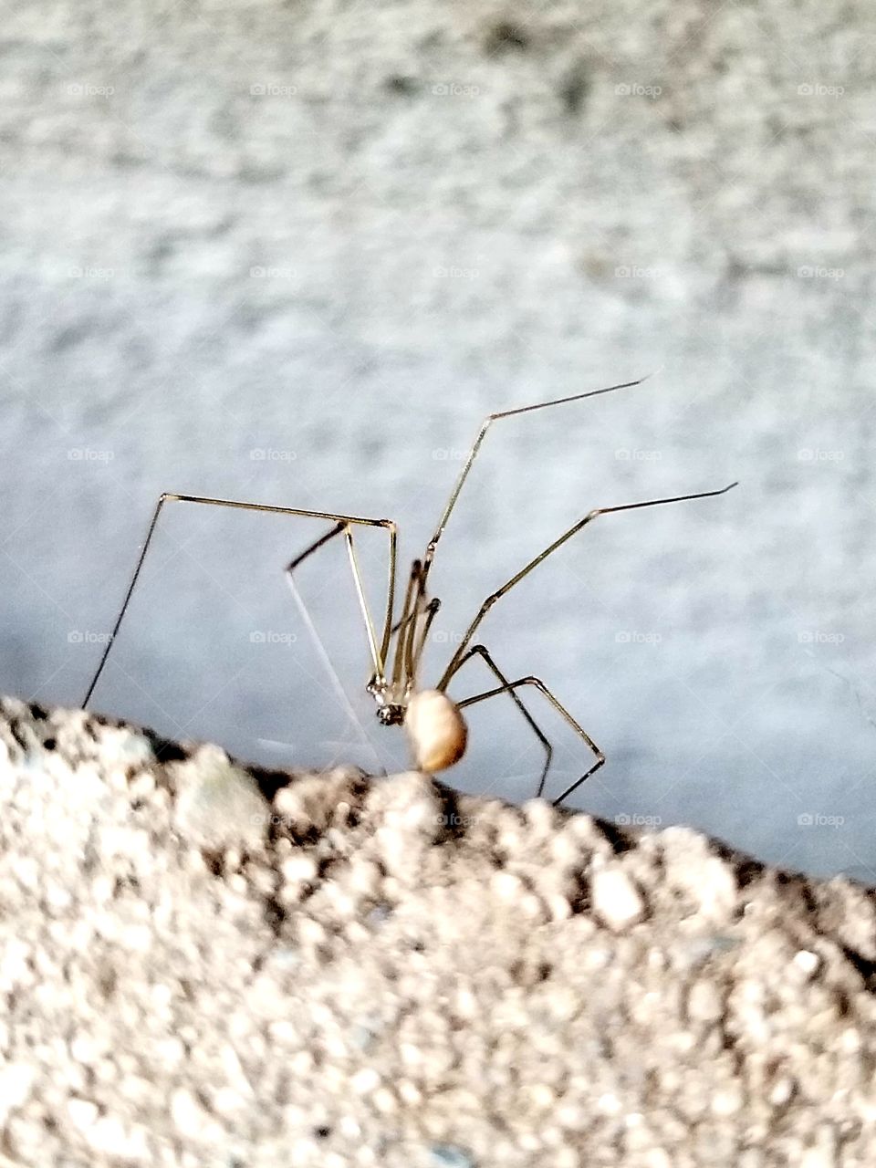 Spiders between the cracks