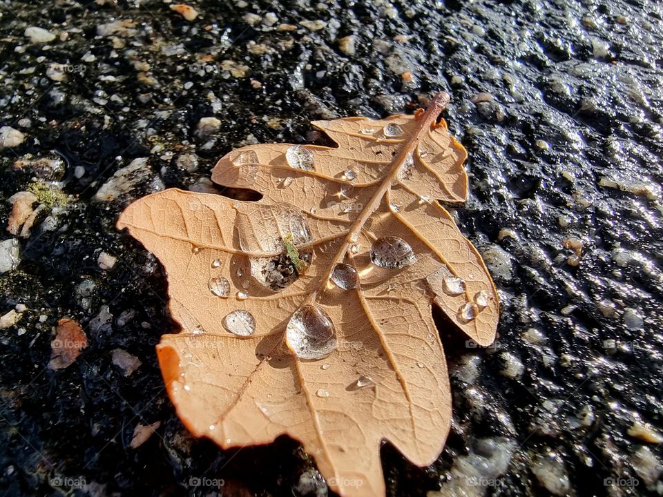 Leaf and rain