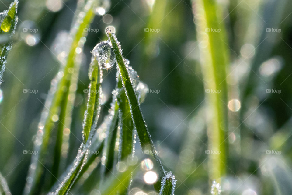 Sun reflection on frozen droplet on the grass, frost 