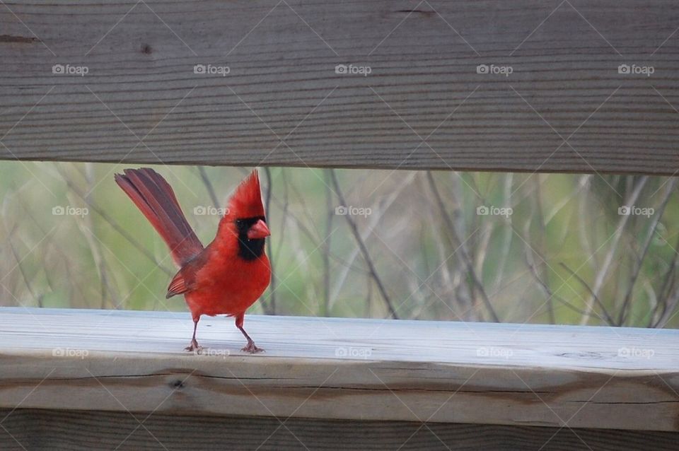 Little Red Cardinal