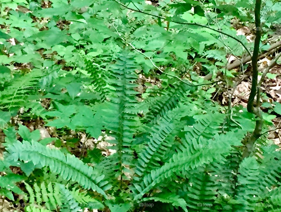 Ferns in the forest floor
Pennsylvania 