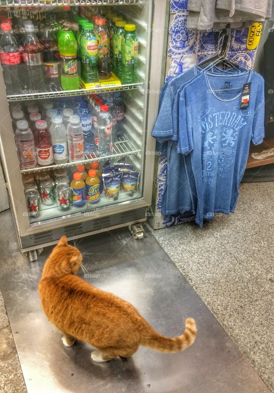 Cat in the shop 