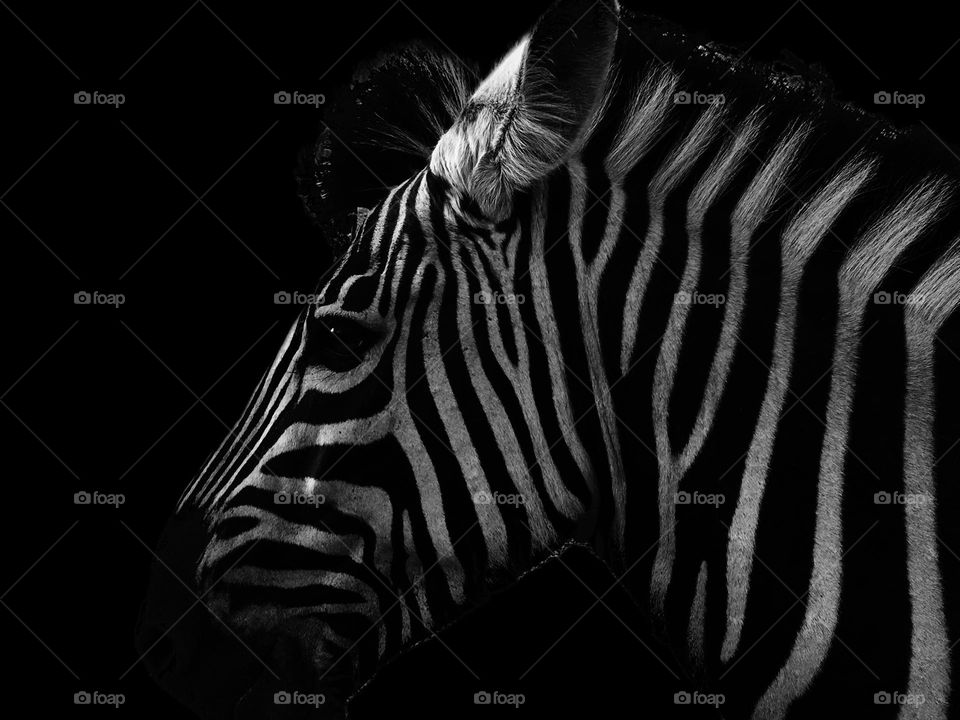 Zebra shot in black and white 