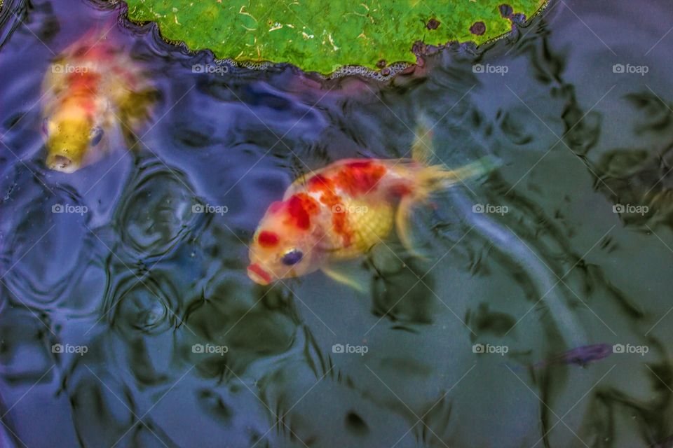 Goldfish in a pond with waterlilly