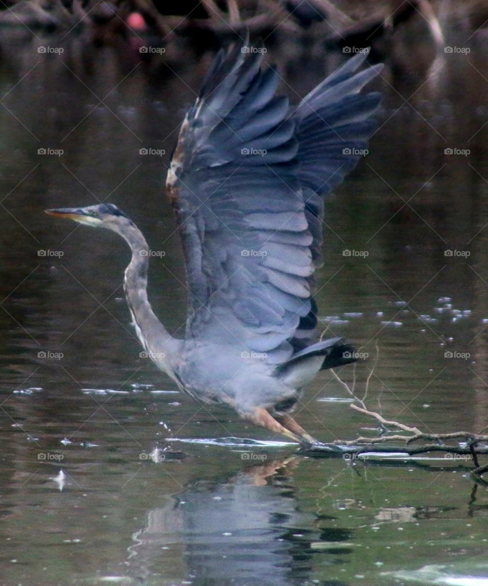 Great Blue Heron Taking Flight
