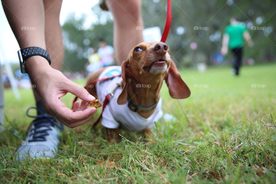 Hungry Dachshund