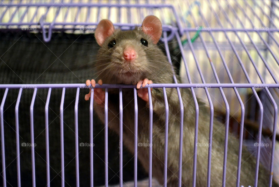 Rat syrok
