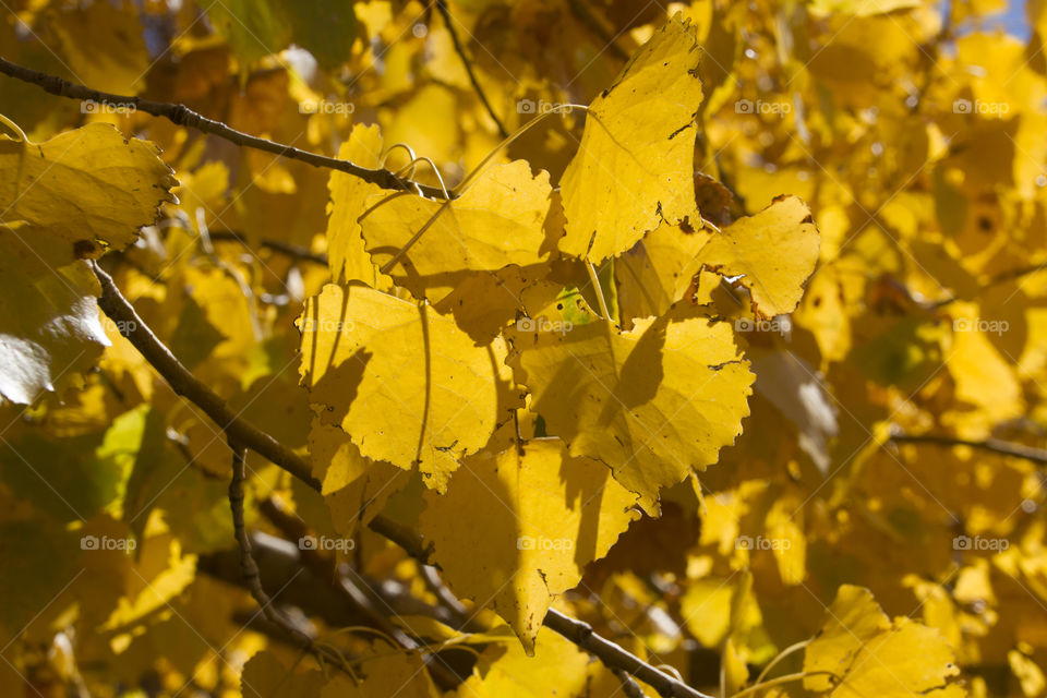 Yellow leaves in the fall