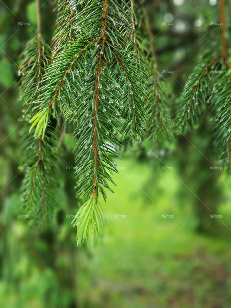 pine branches