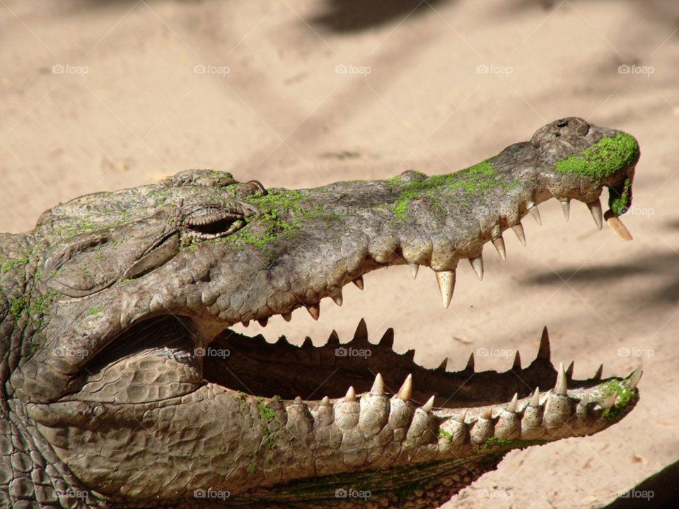 teeth crocodile gambia by Jan