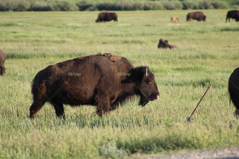 Buffalo bison wildlife wild animal animals horns fur Beautiful nature outdoors wilderness Wyoming 