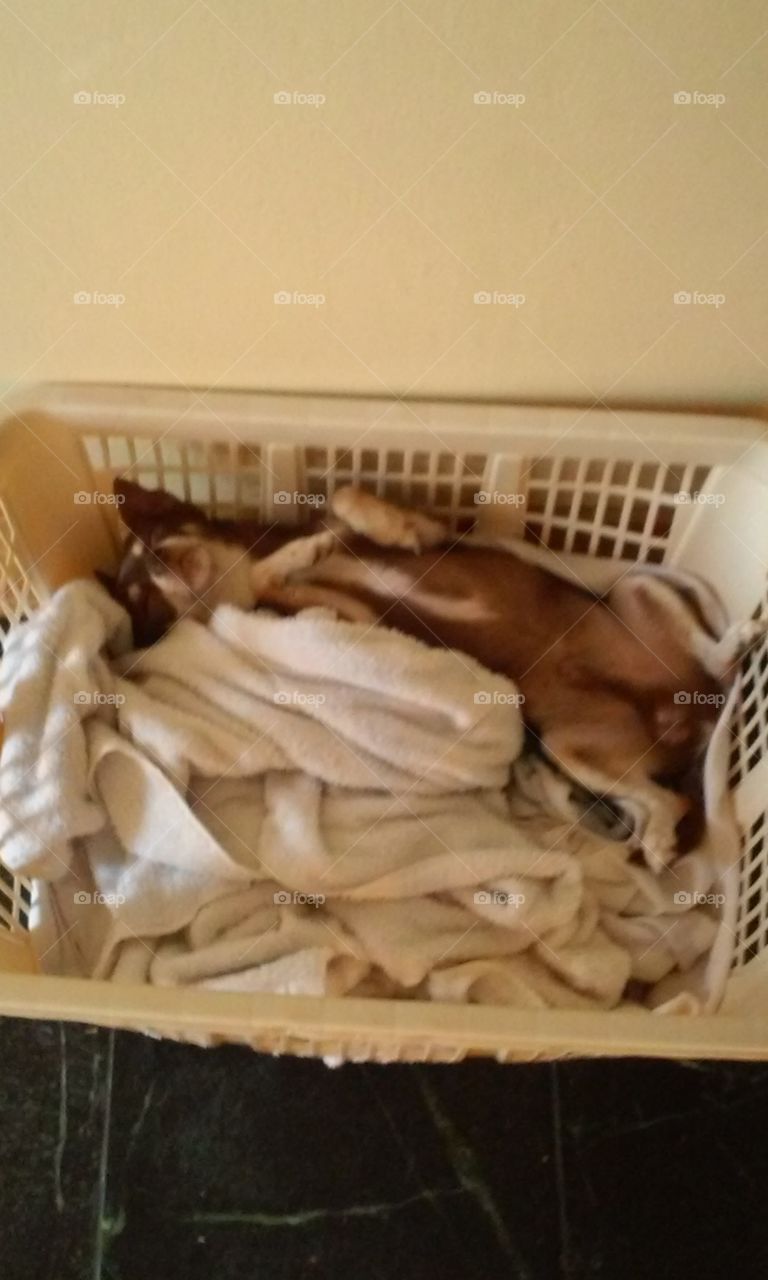 playing dead. our little Chihuahua in the laundry basket