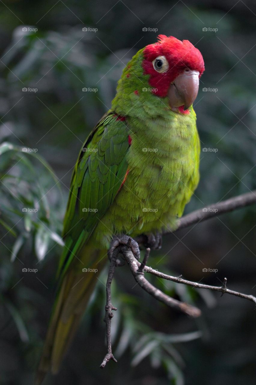 Beautiful and cute bird