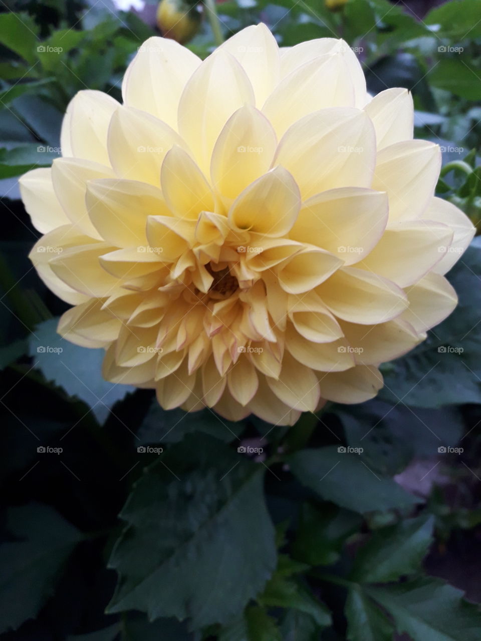 Цветок георгин осенью