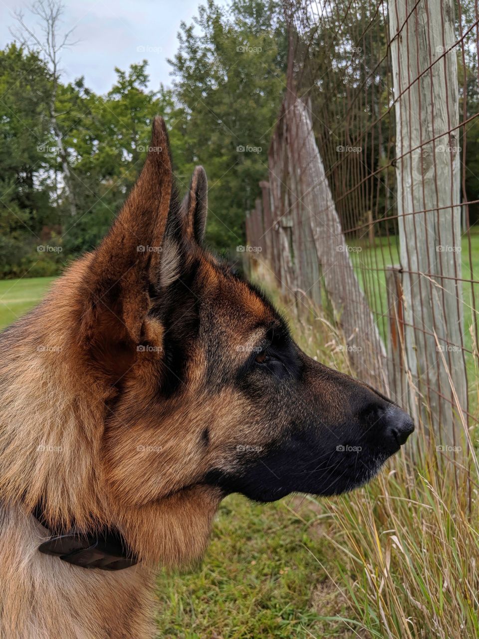 German Shepherd focused attention
