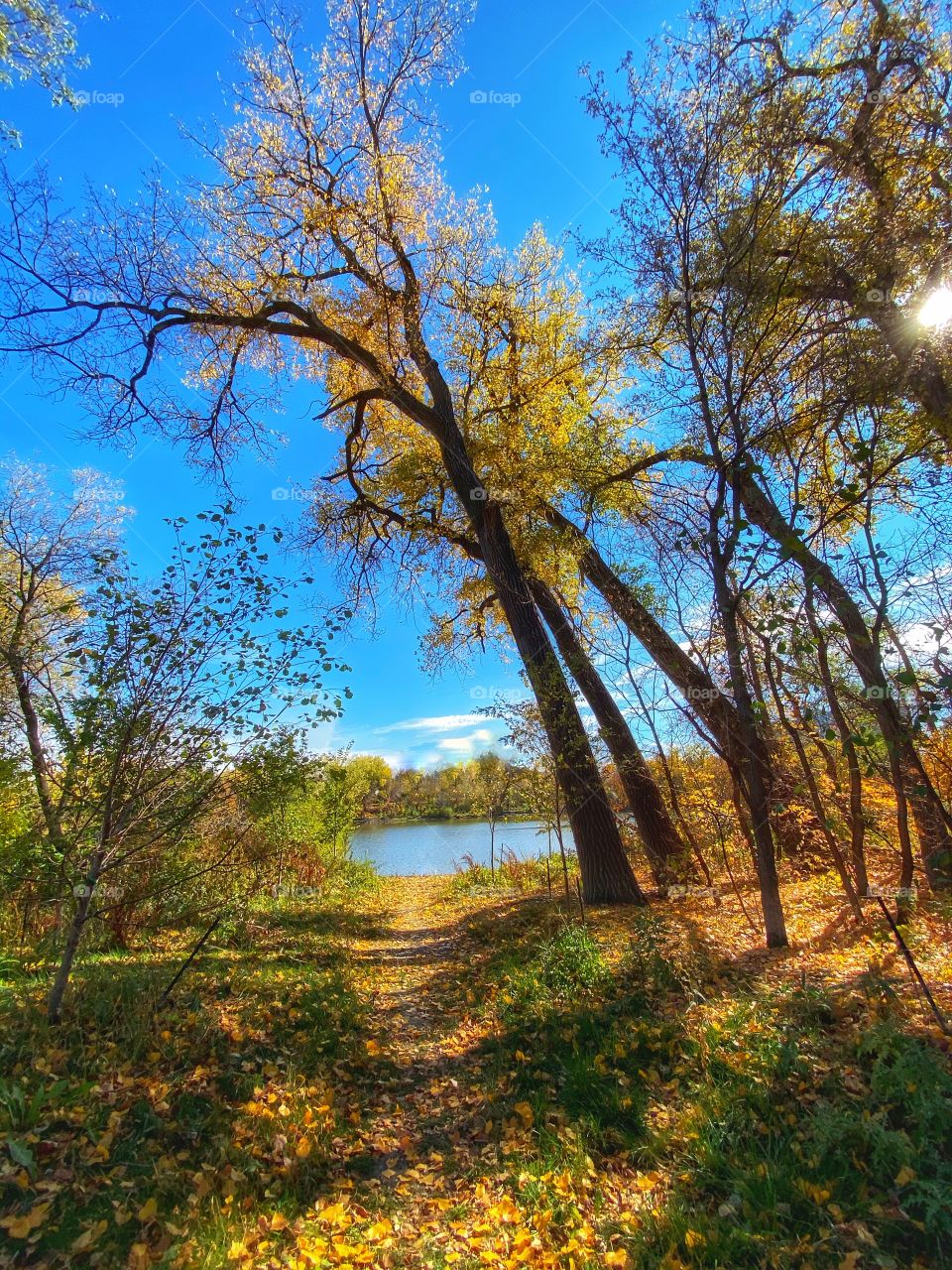 Autumn in the park 