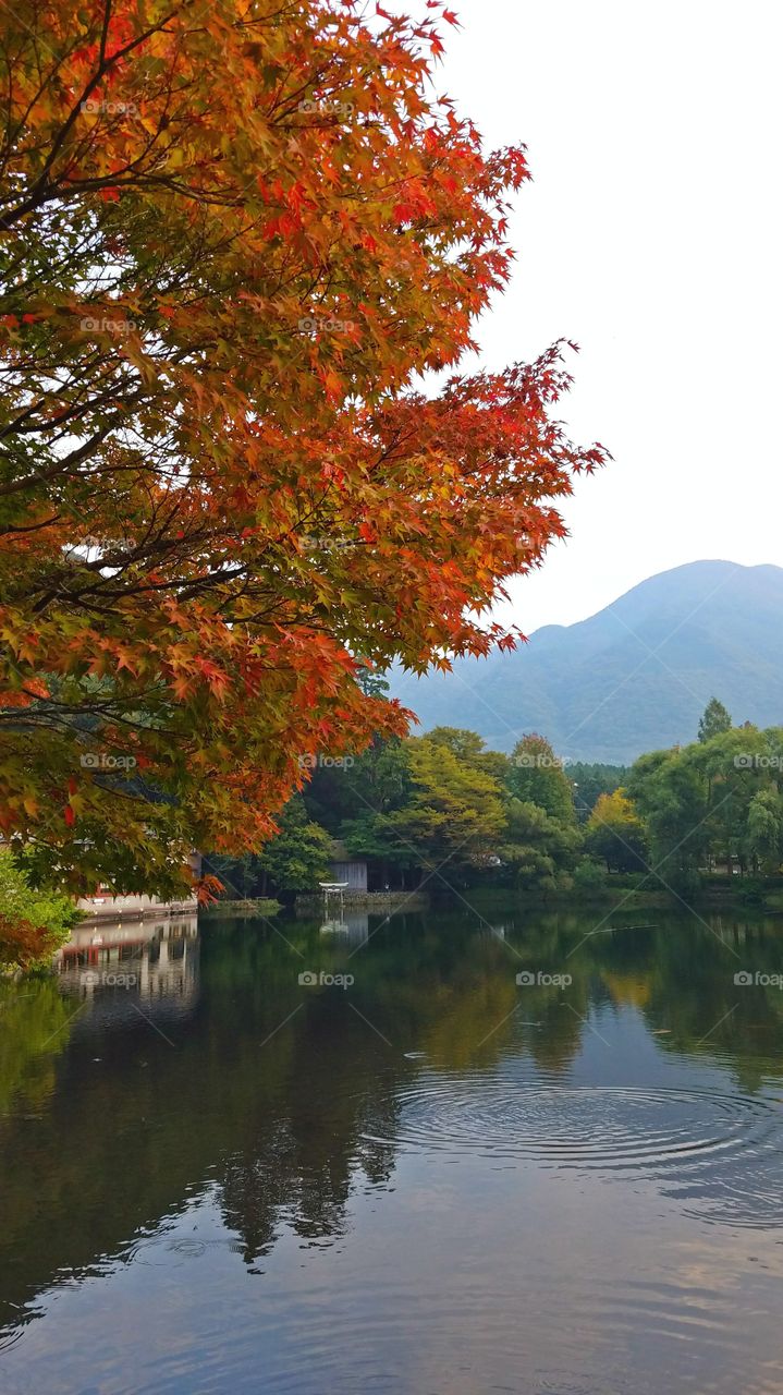 Fall foliage in the mountains