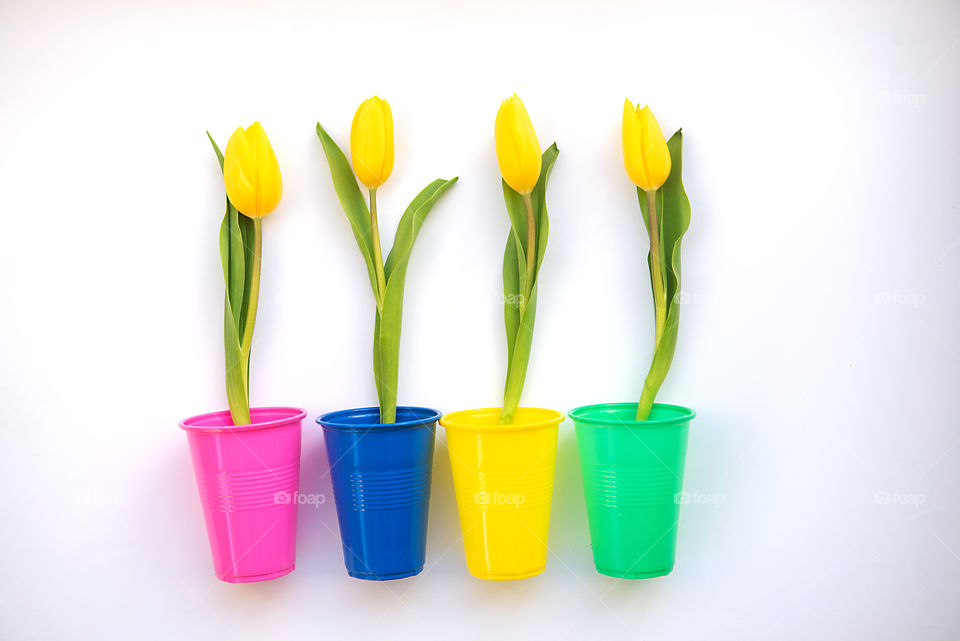 Yellow tulips