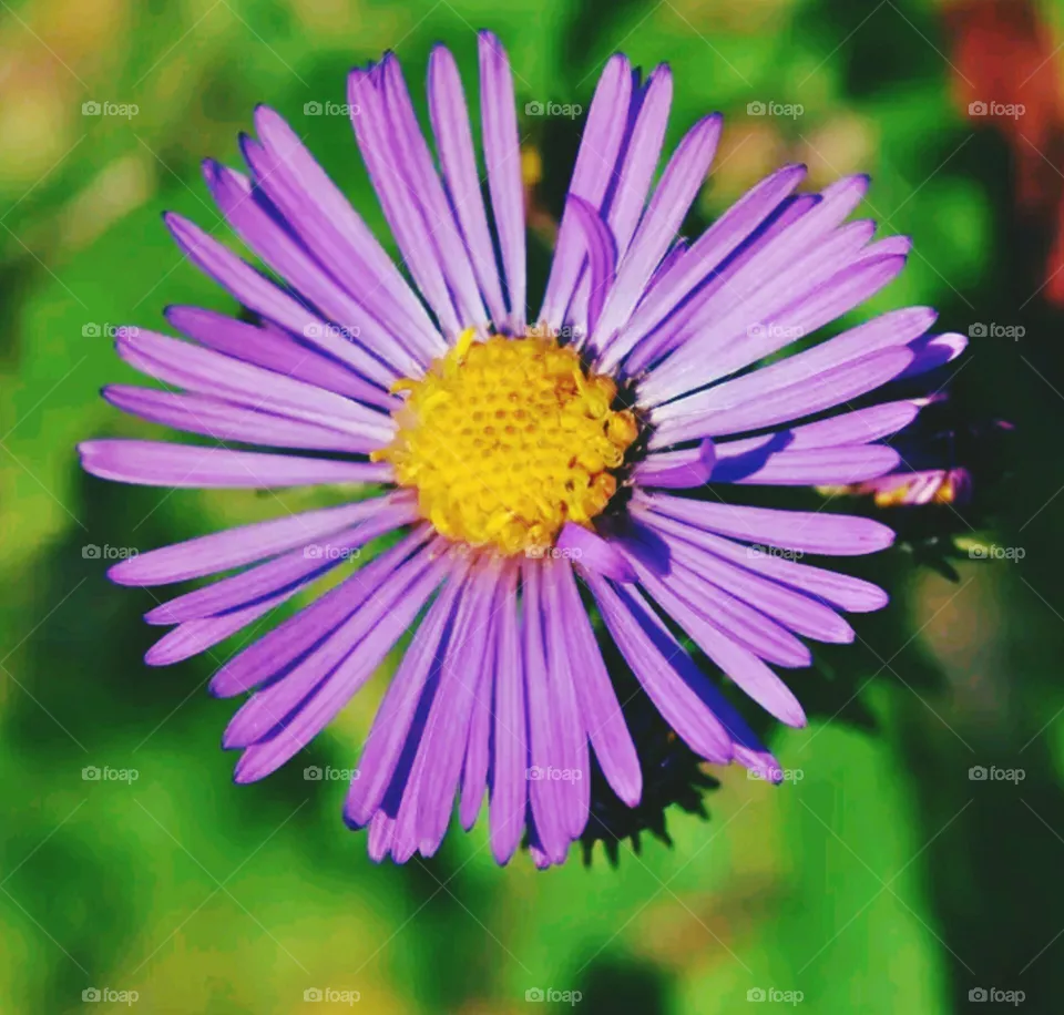 beautiful flowers