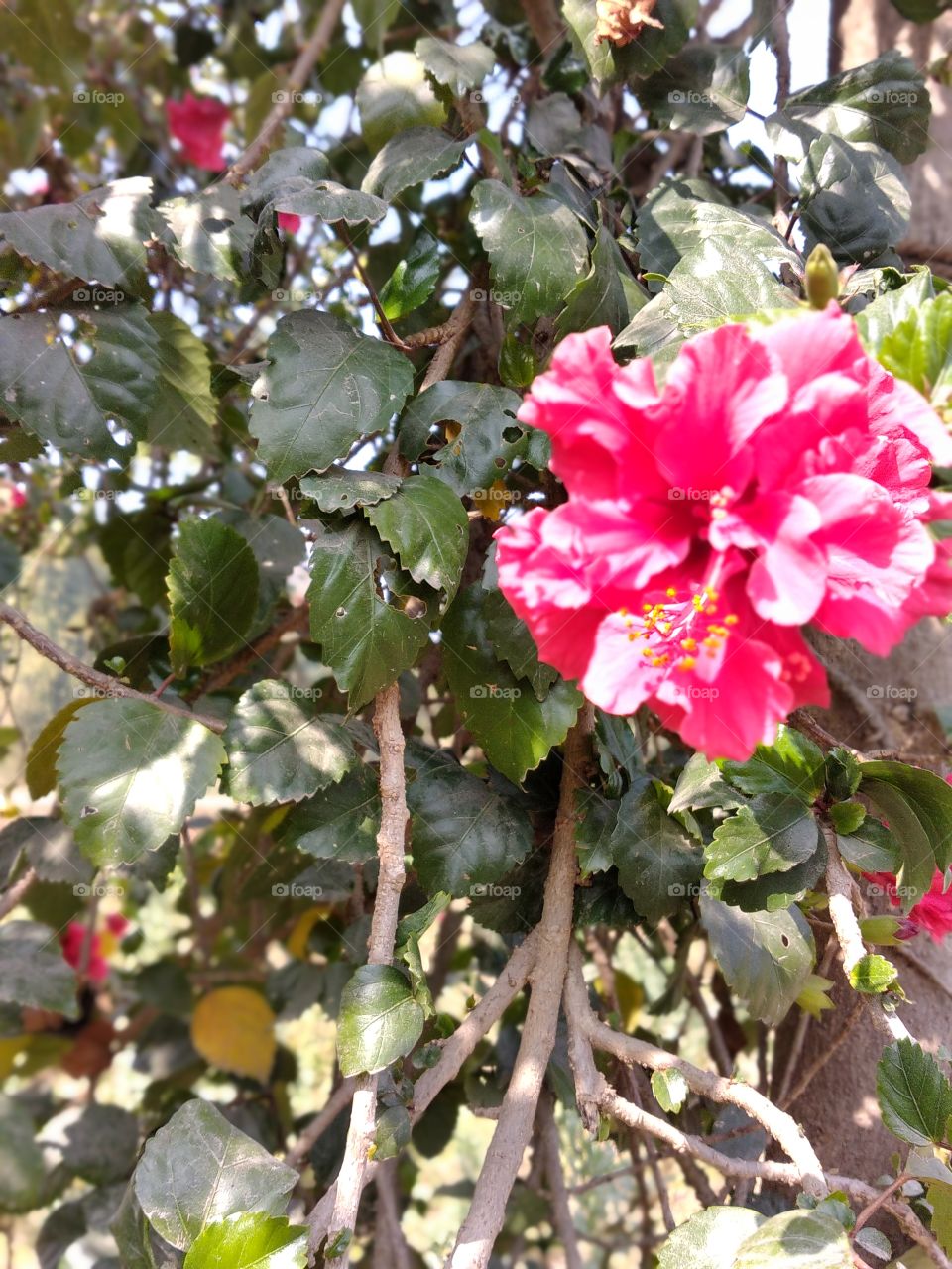 Cameraman Mukesh kumar