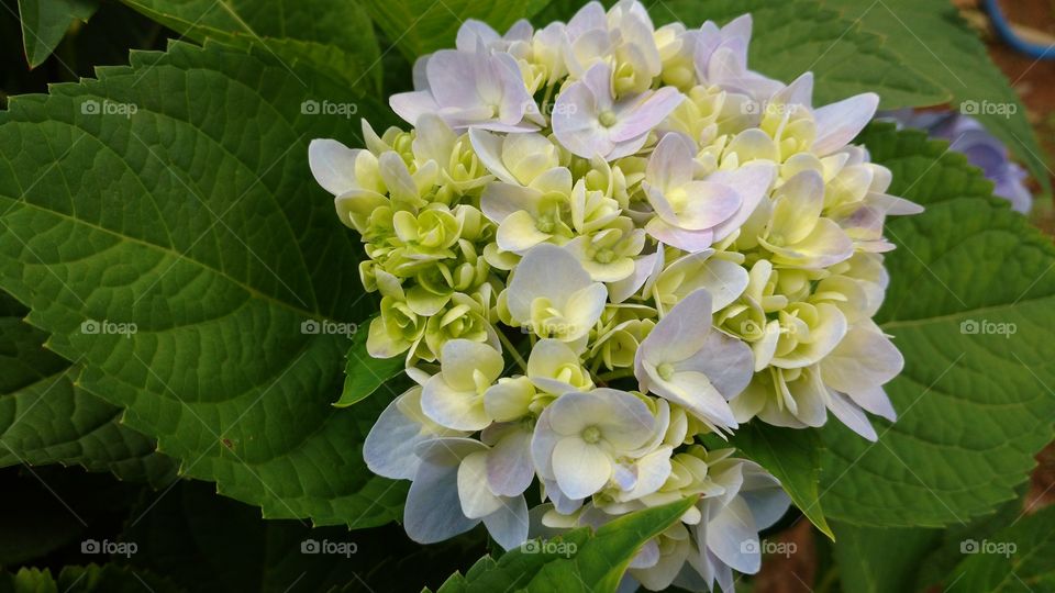 Suaves pétalas de flores novas.