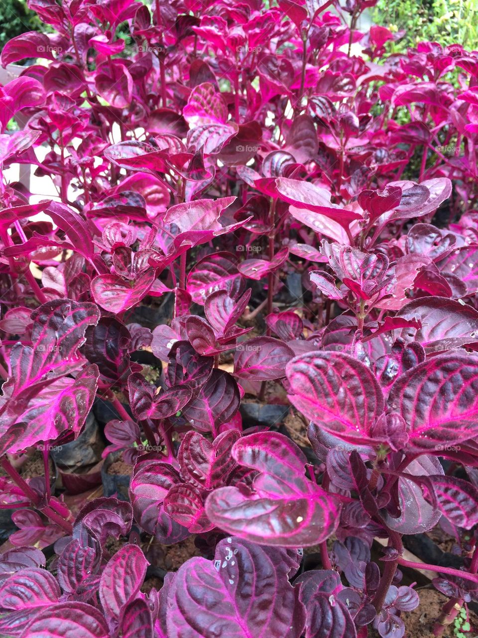 Bright colored leaf plant on garden