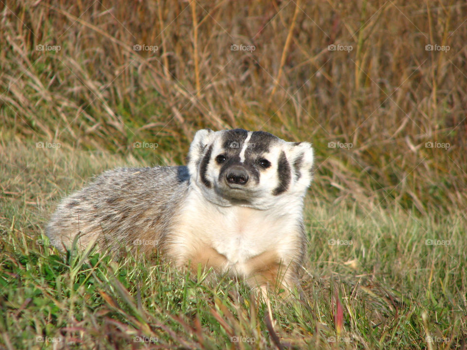 Badger